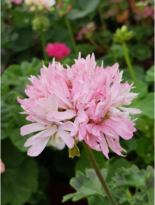 유럽제라늄 파고다(스텔라)12cm화분 플랜테리어 관엽식물 꽃모종 제라늄농장, 2개, .