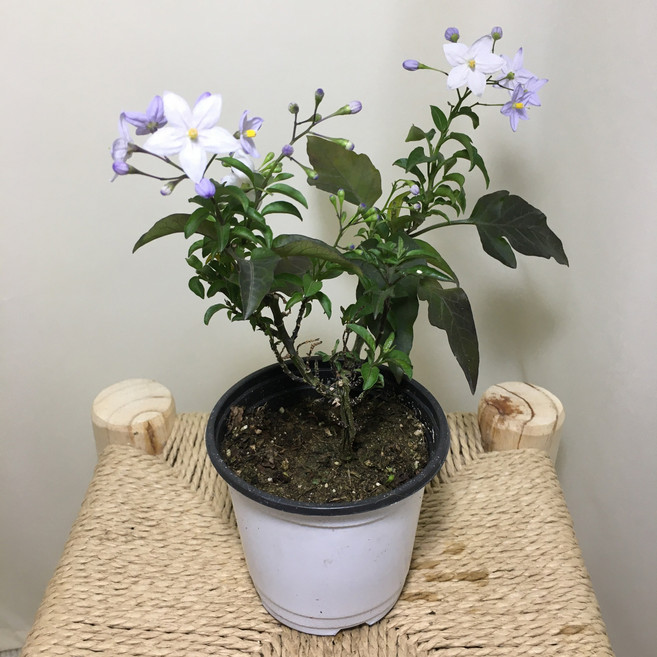 [해피그린 화원] 배풍등 배풍둥 하얀꽃 꽃식물 꽃화분 노지월동 야생화 반려식물 공기정화식물 식물 039 화원 농원, 1개