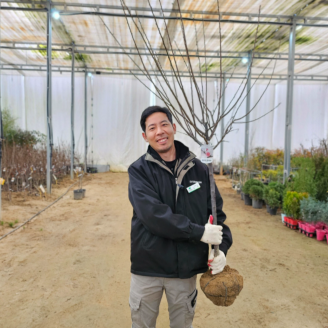 설중매나무 묘목 4년생 분묘 매화나무 분홍꽃, 1개, 설중매 4년생