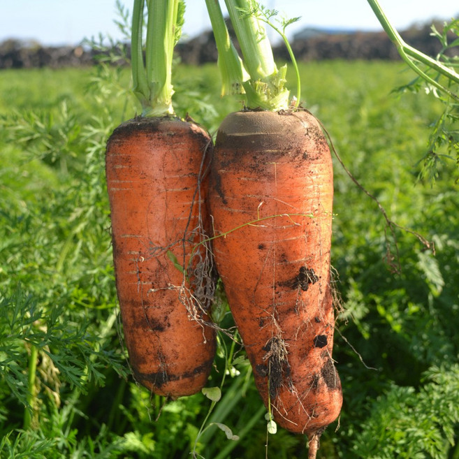 [시온이네] 당도한가득 당근 제주 흙당근 국내산 2키로 3키로 5키로, 1개, 왕 5kg (선별품)