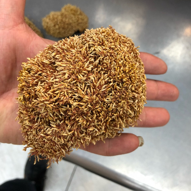 阿里山特產 愛玉子, 1個, 愛玉袋可重複使用