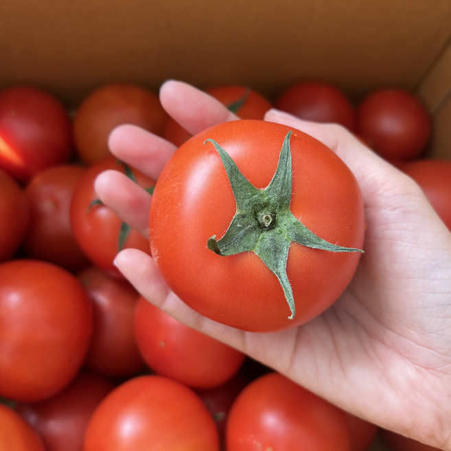 산지직송 단단한 완숙 토마토 10kg, 1박스, 10kg 소과 3번과