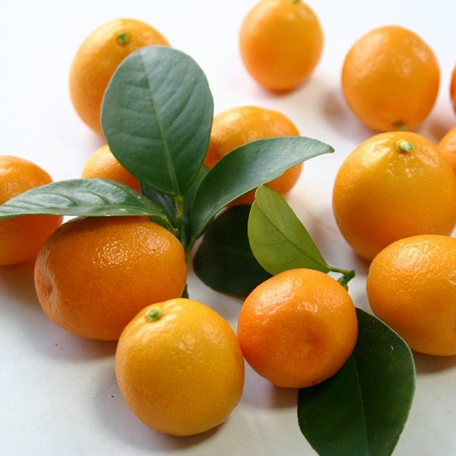 제주 서귀포 금귤 낑깡 정과 청 과일 1kg 2kg, 대사이즈 1kg, 1개