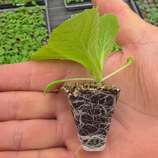 [오감] 얼갈이 배추 모종 엇갈이 겉절이용 묘종, 21개