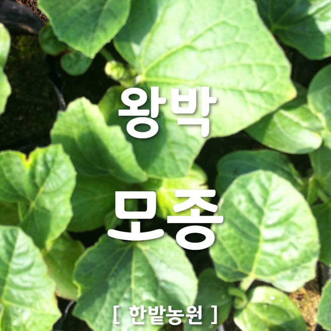 채소 모종 ~ 각종 묘종. 베란다 텃밭 세트 공기정화식물 허브 씨앗 채소모종 ~, H053 왕박 모종 1개