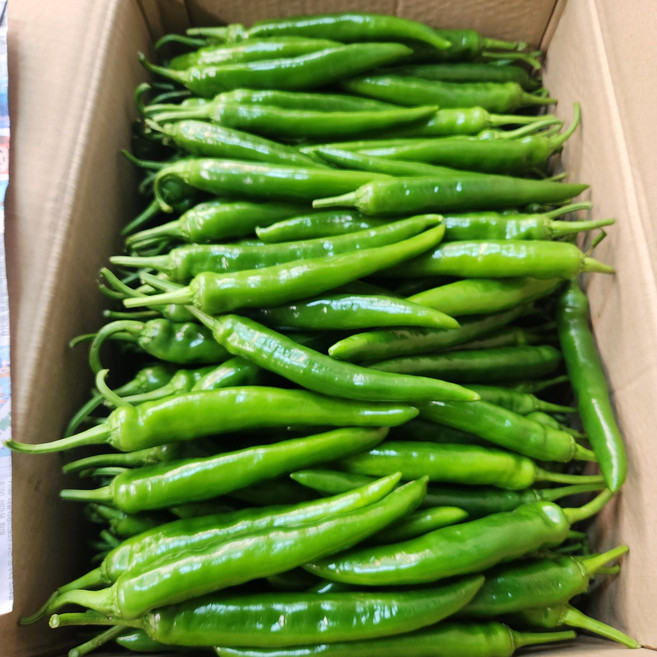 [특품]국내산 오이맛 풋고추 오이고추 아삭이 300g 500g 1kg 3kg, 1개