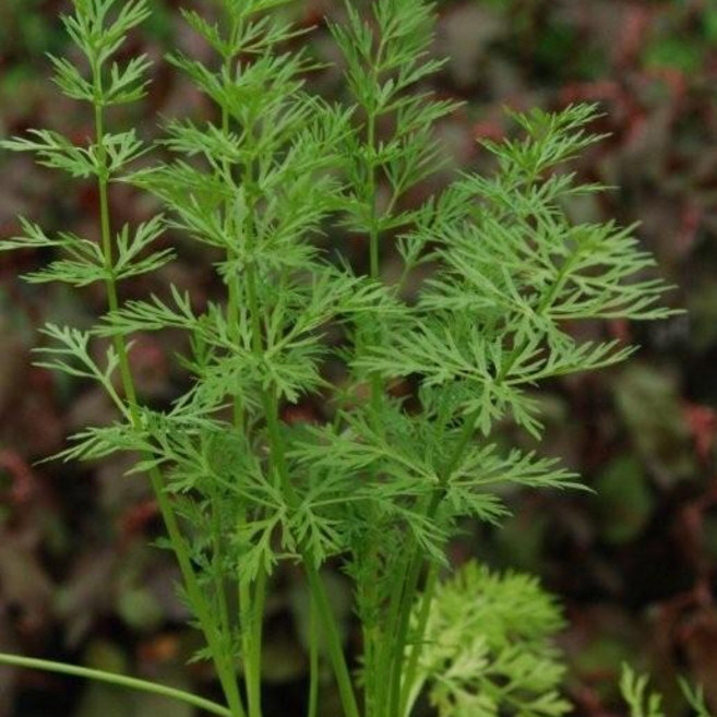 [굿가든] 허브 카라웨이 씨앗 0.5g(약100개/봉), 1개