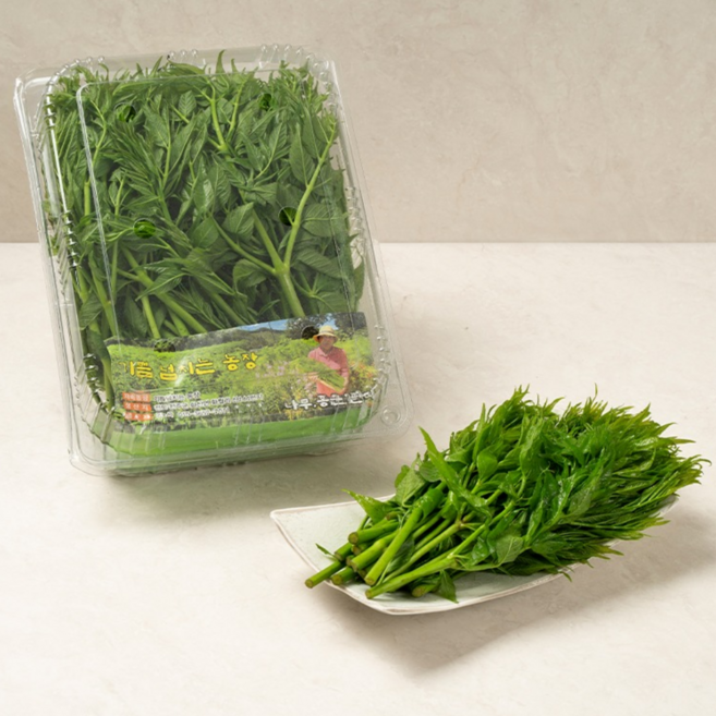 [새벽당일수확] 프리미엄 햇 여름 두릅 참두릅 땅두릅 1KG, 1박스, 2kg
