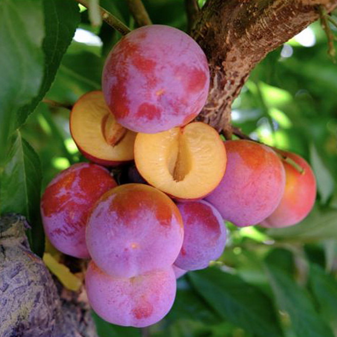 플럼코트 살구나무 나무 묘목 접목 2년생 망고나무 접1년, 1개, 샤이니(특묘) 접목 1년