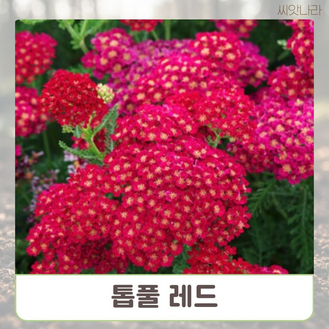 (씨앗나라) 고라니 기피 식물 톱풀-레드 25립 파종기 씨앗판매 꽃씨앗 야생화키우기 식물키우기, 본상품선택