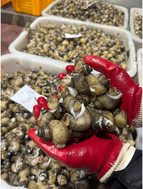 선주직송 자연산 흑골뱅이 흑고동, 1박스, 2kg (140미내외)