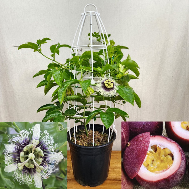 패션프루트나무 백향과나무 ( 백향과묘목 패션후르츠 패션프루트묘목 시계초), 1개