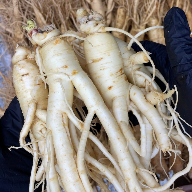 6년근 인삼 무료세척 산지직배송(무료) 풍기인삼시장 한보인삼사, 250g, 1세트