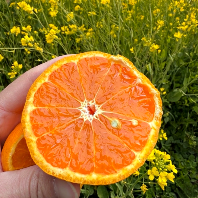 [우리농장 한정특가] 제주직송 카라향 귤, 1박스, 3kg 내외