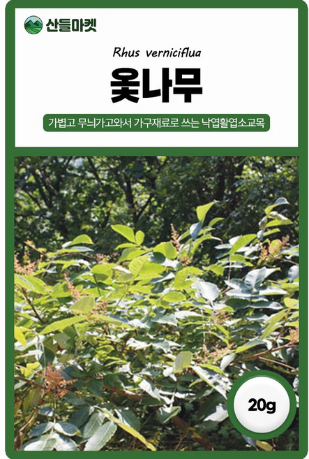 다농 옻나무 씨앗 20g 옷나무 씨 수목 종자, 1개