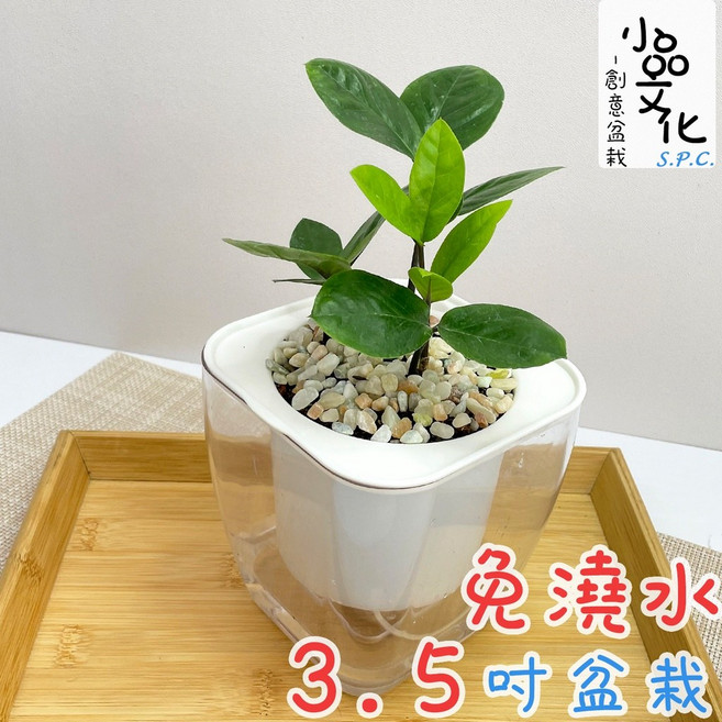 小品文化 金錢樹 4吋透明免澆水盆栽, 1個, 透明