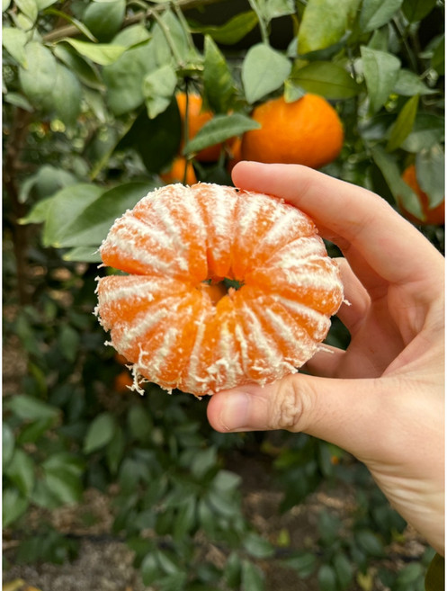 제주 고당도 12브릭스 제주 윈터프린스 로얄과 선물포장 설날 설 선물 세트, 1개, 윈터프린스 선물용 대과 3kg (9-15과)