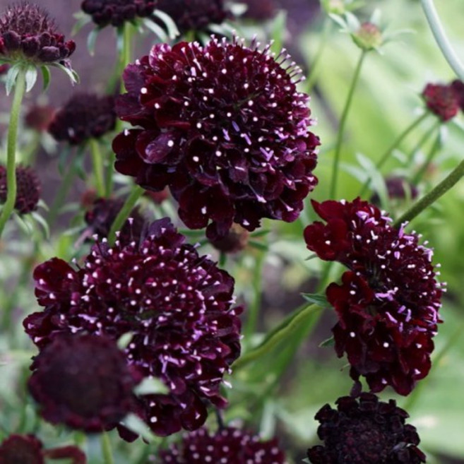 어린모종 스카비오사 솔체꽃 8cm분, 퀴즈 블랙퍼플, 1개