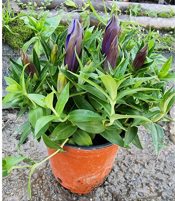 용담 보라 2.5, 1개