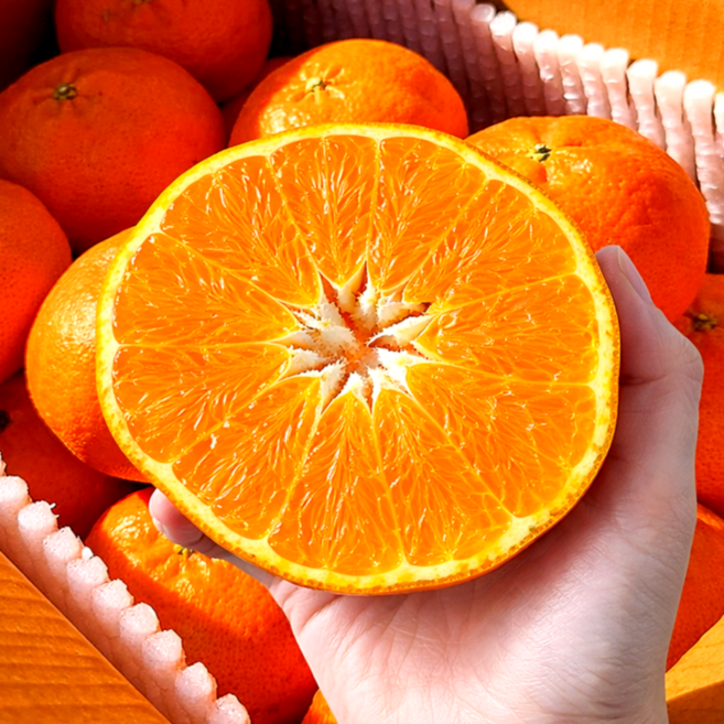 [한정특가] 최고18brix 납품용 제주 천혜향, 1박스, 로얄소과 5kg