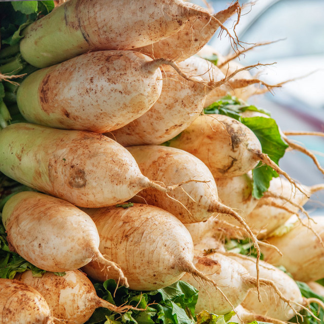 황토밭 알찬 햇무 2수 무우 무 흙무 제주 고랭지 약2kg, 1박스