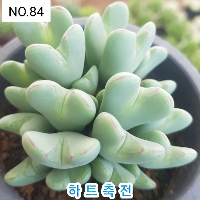 다육식물- 희귀 다육 100가지 모아보기, [NO. 84] 9cm 포트, 1개