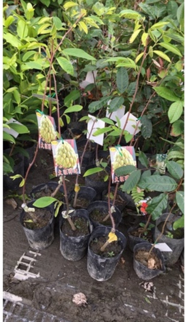 霏霏園藝 巨大釋迦樹苗 4吋半盆栽, 1個