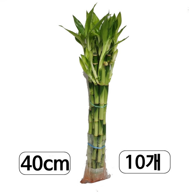 트리앤 개운죽 40cm (10p) 수경식물 공기정화 습도조절, 1개