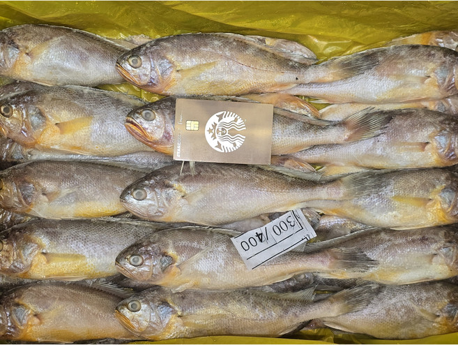 [삼풍수산] 자연산 참조기30미 특대 큰사이즈 생선 조기구이 조림 매운탕 제수 제사용, 1개, 3.5k