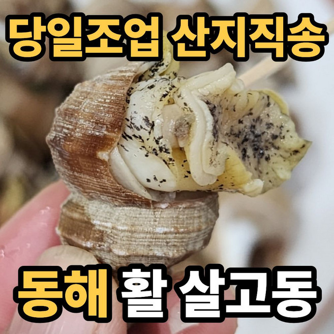 [당일조업] 동해산 산지직송 생물 활 살고동 살고둥, 1세트, 1kg(소짜)