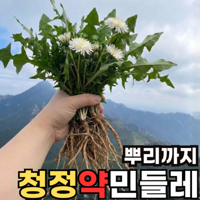 청정지역 100%토종 뿌리까지 청정약민들레생초, 1박스, 2000g