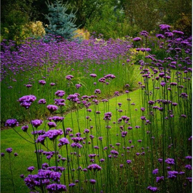 숙근버베나 버들마편초 내한성다년초 모종4개묶음 장기연속개화 규격8cm포트 꽃심야생화, 1개