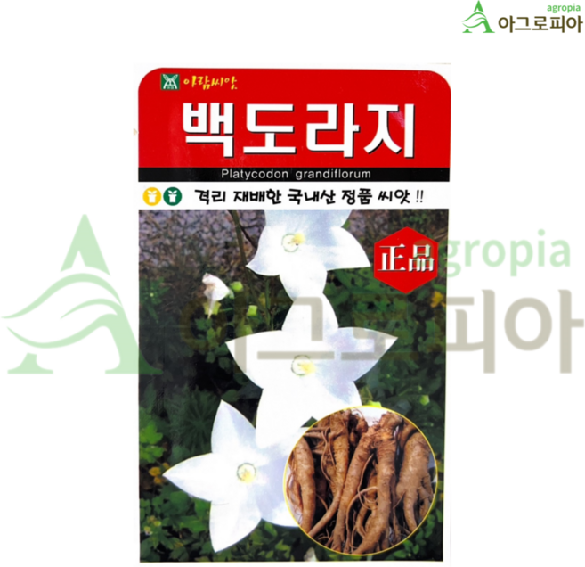 슈퍼도라지 더덕 인삼 황기 백하수오 잔대 우엉 당귀 히카마 얌빈 멕시코감자 뿌리채소 재래종 야생 씨앗 씨 종자, 백도라지, 1개