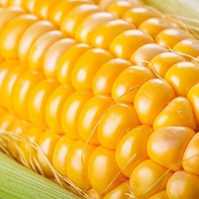 [손질완료] 강원도 프리미엄 급냉 초당 옥수수, 1박스, 소 (9-12cm) 10개