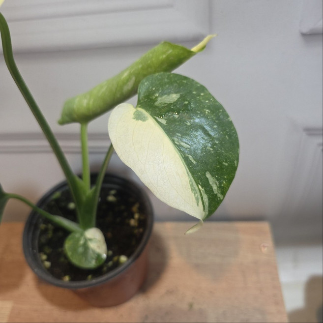 무늬 몬스테라 유묘 A급 (무늬 좋은개체), 1개