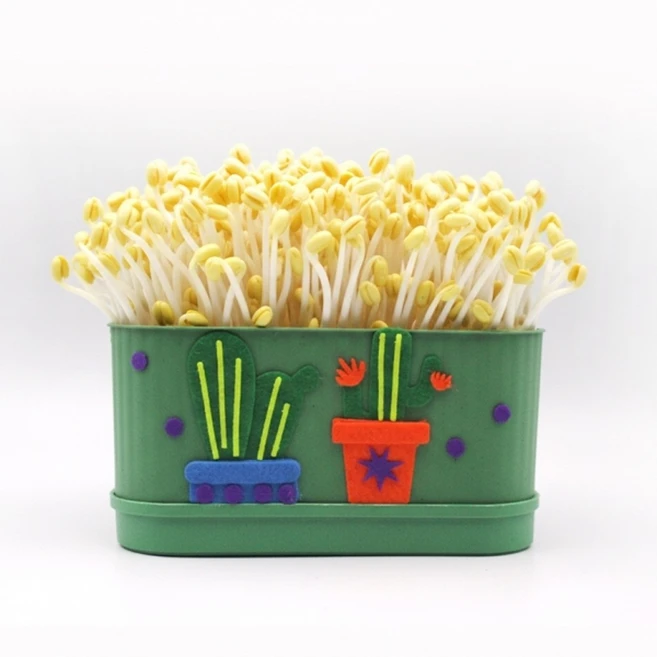사각시루 선인장 콩나물 키우키 세트 국산콩 40g 콩나물 기르기 재배기, 1세트 - 쿠팡
