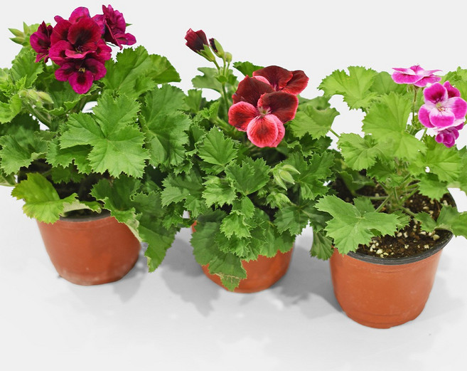 마이플랜트 캔디 제라늄 소형 야생화, 3개, 랜덤 발송