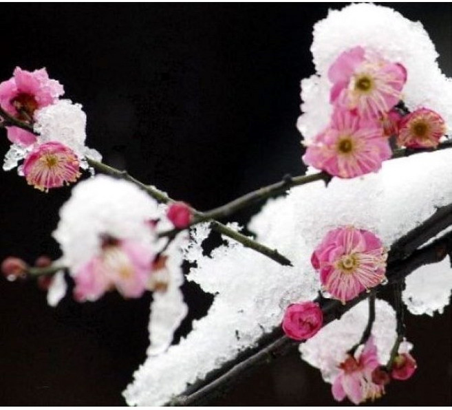 광일농원 설중매나무-묘목 2주 묶음 봄꽃나무 눈꽃나무, 2개, 설중매