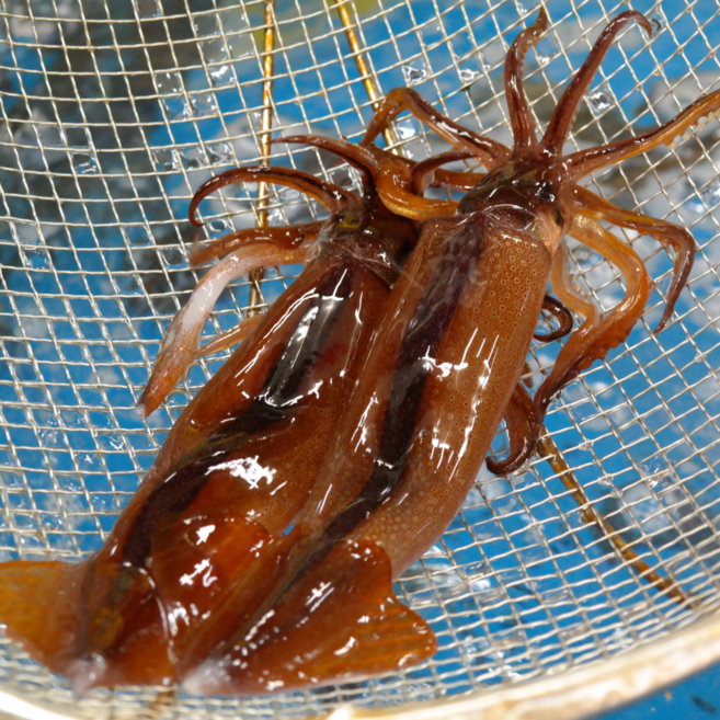 국내산 선도좋은 생물 초코 통오징어 통찜용, 1개, 1KG