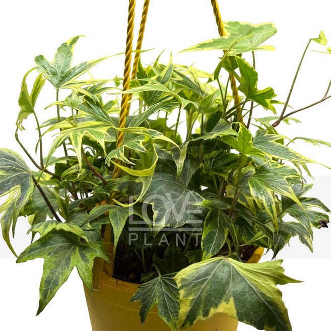 [꽃사랑식물나라] 골든스타라이트 헤데라 헬릭스 아이비 골든차일드 송악 상록덩굴 장식용 담쟁이