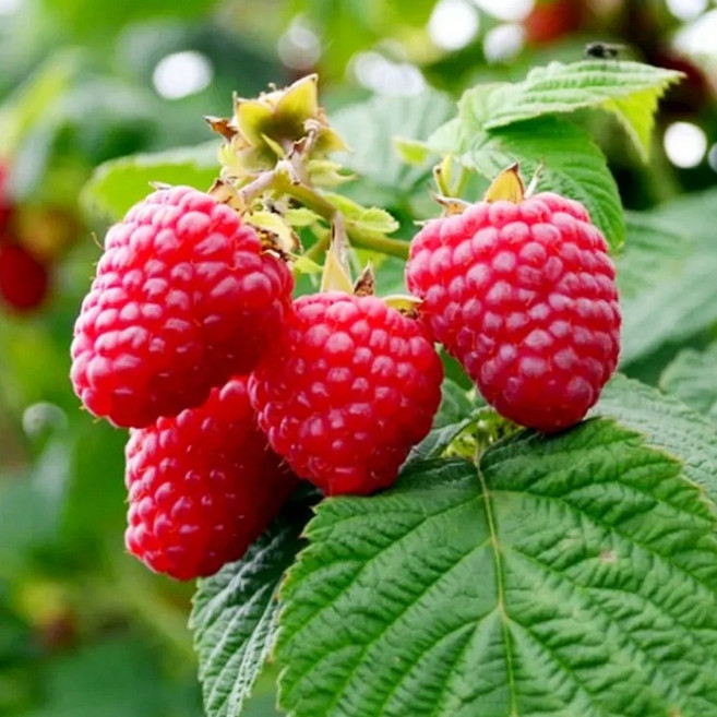 묘목 / 알이 큰 왕산딸기 2주묶음 / 알맹이 크기가 2배 / 당도높고 강한향 영하30도까지 가능, 2개, 나무색