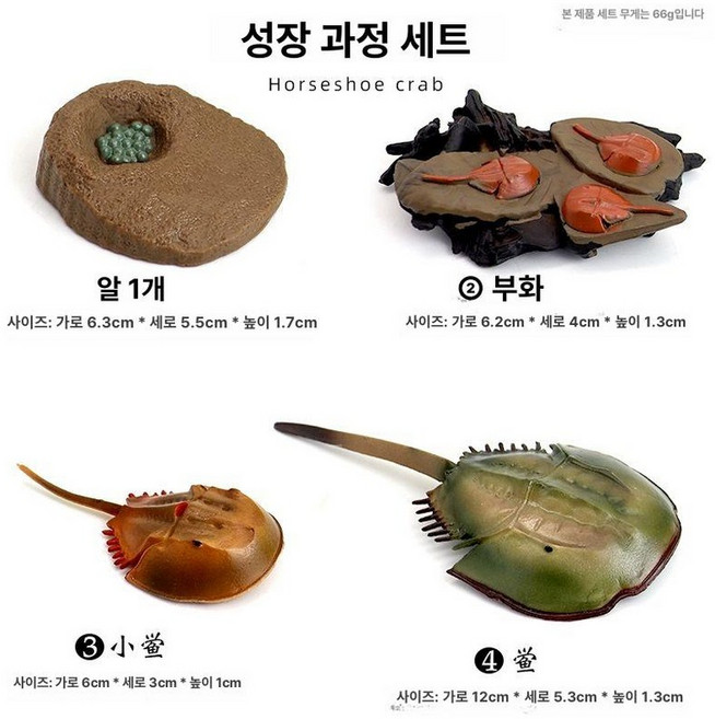 고대생물 해양동물 앵무조개 피규어 암모나이트 모형, 말미잘성장과정, 1개