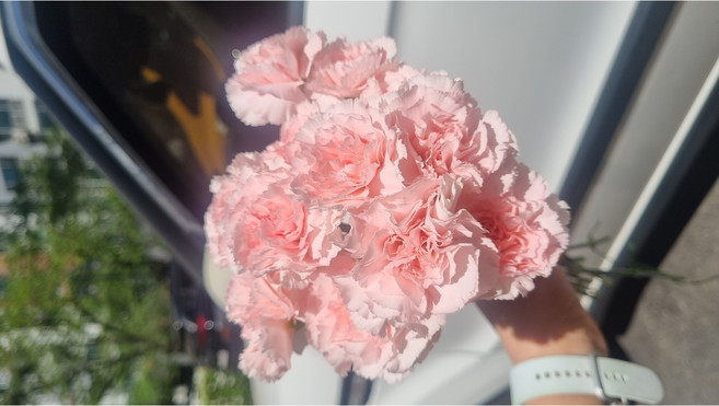 [엔음미몰] 생화 카네이션 10줄기 양재꽃, 10개, 핑크