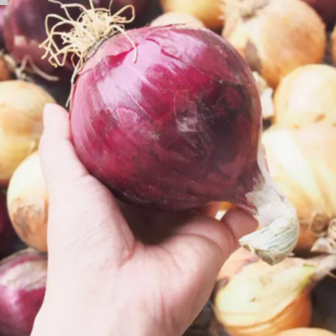 [산지직송] 무안 자색양파 적양파, 1개, 5kg(중대)