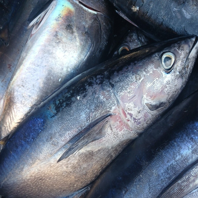 제철밥상 동해안 손질 급냉 참다랑어, 1개, 급냉 손질 참다랑어 1미/3~4kg급