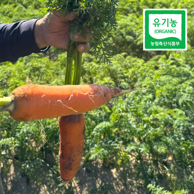 유기농 제주 구좌 햇 당근 흙당근 홍당근, 1박스, 중상혼합 5kg