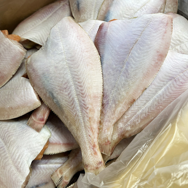 산지직송 동해안 국산 반건조 참가자미, 1개, 참가자미 특대 1kg (6미)