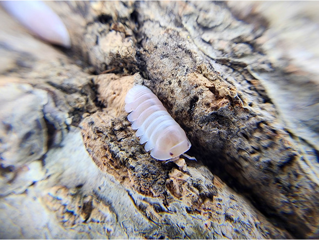 [70종] 등각류 분해생물 쥐며느리 톡토기 비바리움 교육용, 1세트, 핑크판다킹 5마리