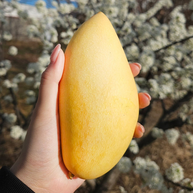 고당도 프리미엄 항공직송 남독마이 골드망고, 1개, 골드망고 2.5kg (9입)