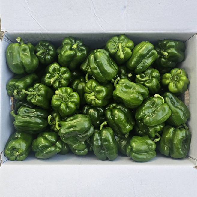 클릭마켓 국내산 특품 피망, 1개, c피망 특 3kg